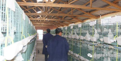 国务院出台专项政策，家禽业迎来发展新机遇