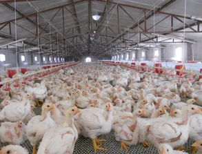 历史上的贸易摩擦 以家禽贸易为例