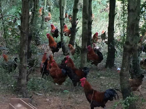 高原爨鸡 独特环境育出的优质家禽珍品