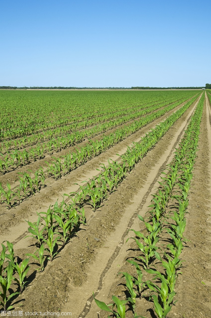 六叶期玉米植株的早期生长发育与双排种植技术