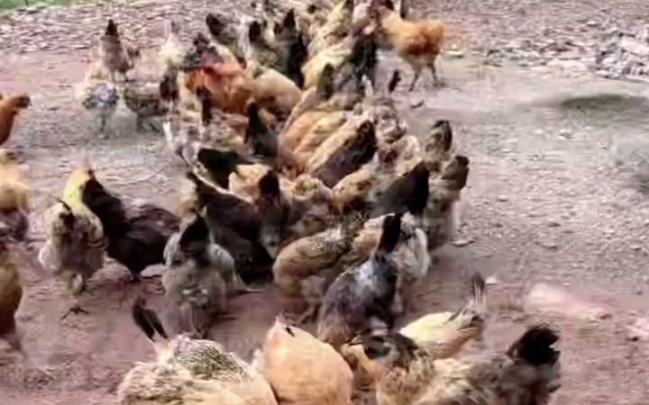 花椒籽 新农村家禽养殖的优质日粮新选择