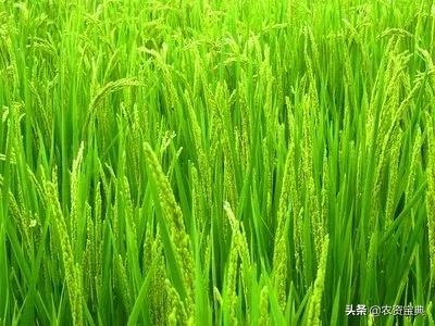 2020年全国农作物病虫害发生情况分析 预计达45亿亩次，小麦为重灾区