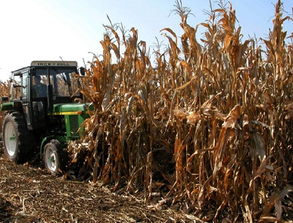 河北吴桥农作物秸秆变身植物炭远销海外，助推绿色苗木产业