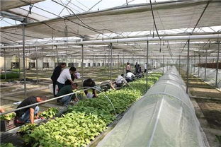 “空降”上亿天敌大军，宁乡以虫治虫守护绿色家园