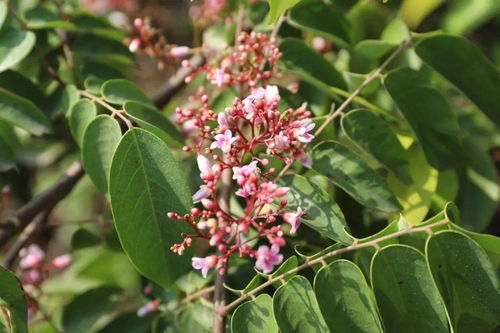 遇见阳光 东区田园农庄，一场与光的诗意对话