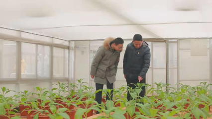 科技赋能农业 蚜茧蜂住上“空调房”，烟叶水果披上“防寒衣”